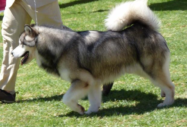 Alaskan Malamute