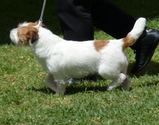 Jack Russel Terrier