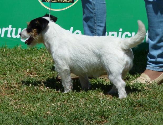 Jack Russel Terrier