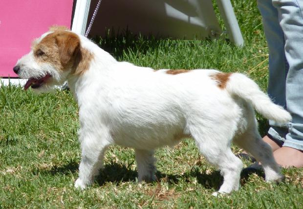 Jack Russel Terrier