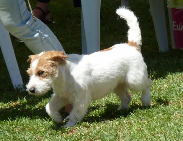 Jack Russel Terrier