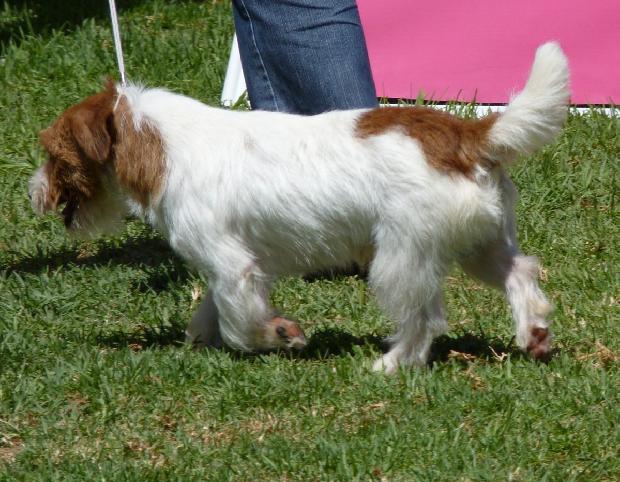 Jack Russel Terrier