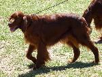 Cães