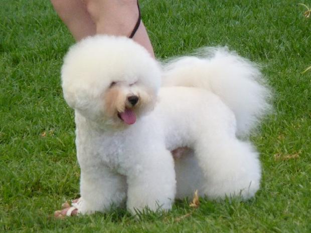 Bichon Frisé