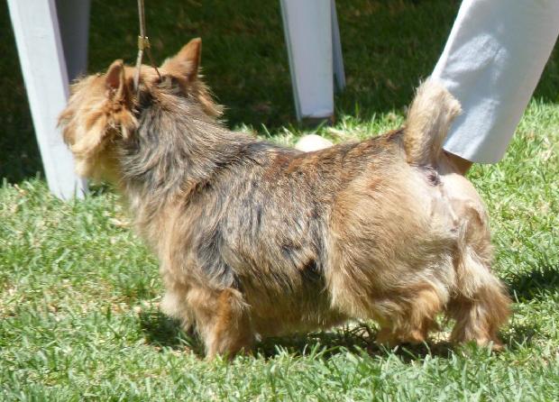 Norwich Terrier
