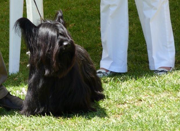 Skye Terrier
