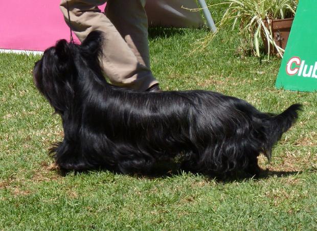 Skye Terrier