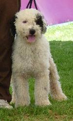 Cães