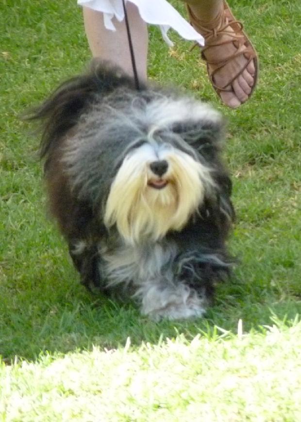 Bichon Havanês