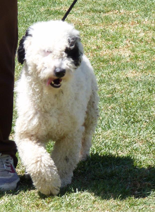 Cão de Água Espanhol