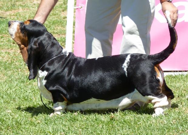 Basset Hound