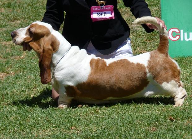 Basset Hound