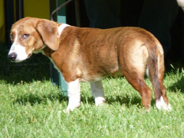 Drever / Basset Sueco