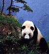 Panda-gigante <i>(Ailuropoda melanoleuca)</i>