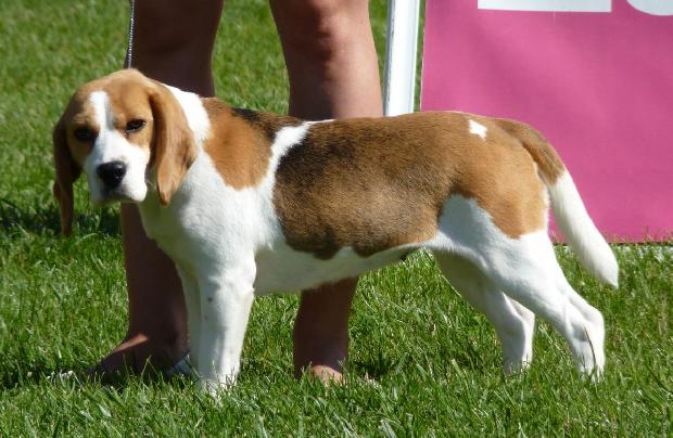 Beagle