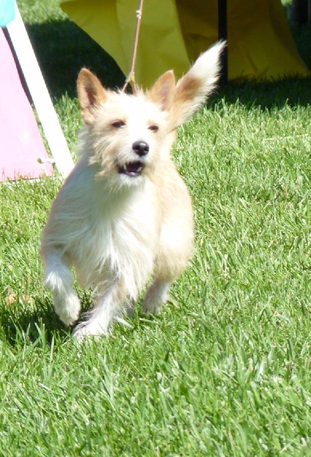 Podengo Português Pequeno de Pêlo Cerdoso