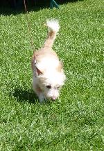 Cães
