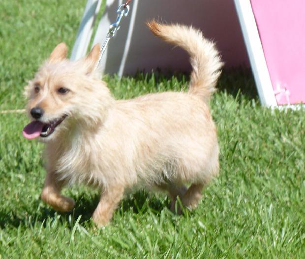 Podengo Português Pequeno de Pêlo Cerdoso