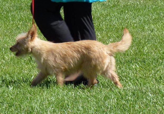 Podengo Português Pequeno de Pêlo Cerdoso