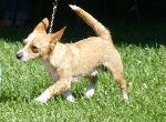 Cães