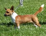 Cães