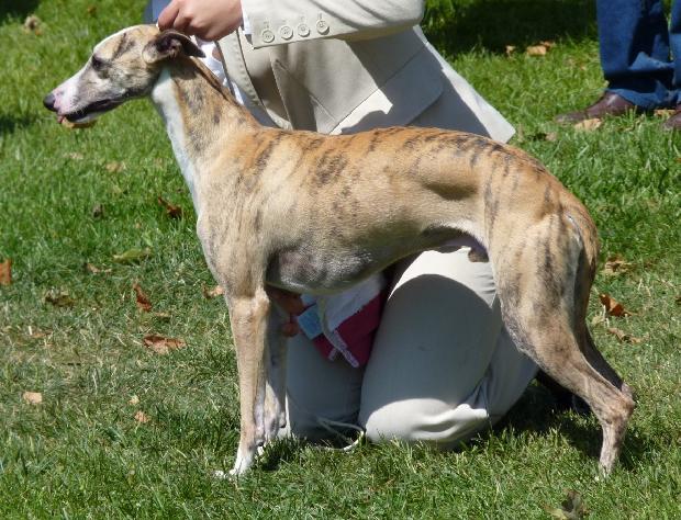 Whippet