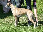 Cães