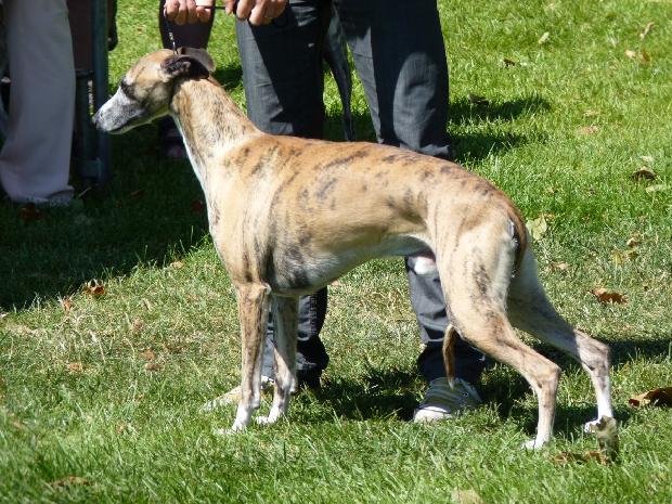 Whippet