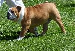 Cães