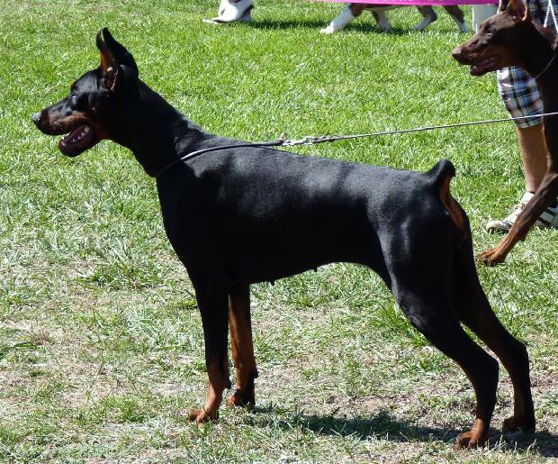 Dobermann