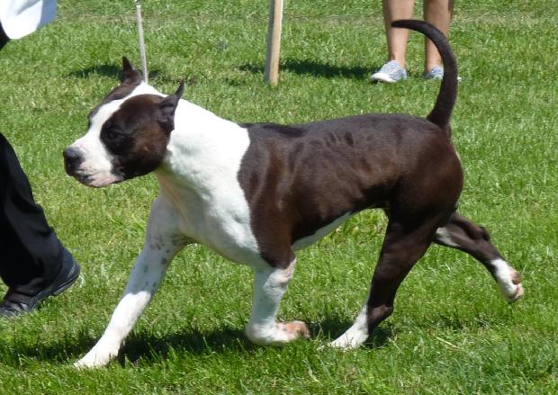 American Staffordshire Terrier