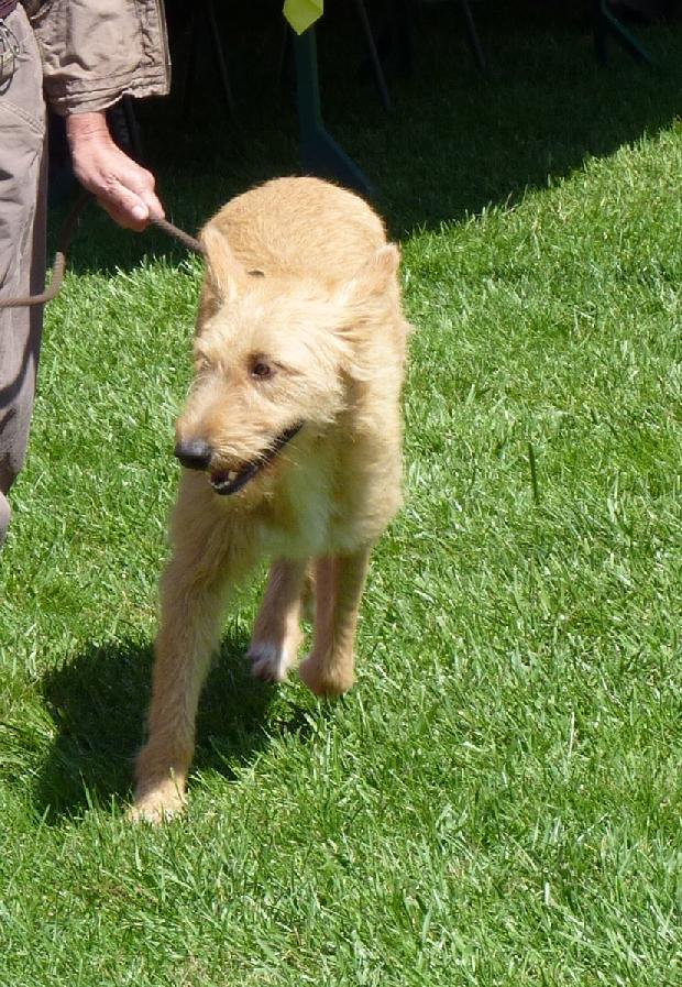 Podengo Português Grande de Pêlo Cerdoso