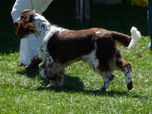 English Springer Spaniel
