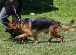 Cães