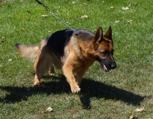 Cão de Pastor Alemão