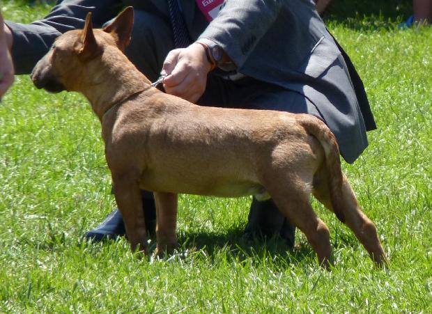 Bull Terrier Miniatura