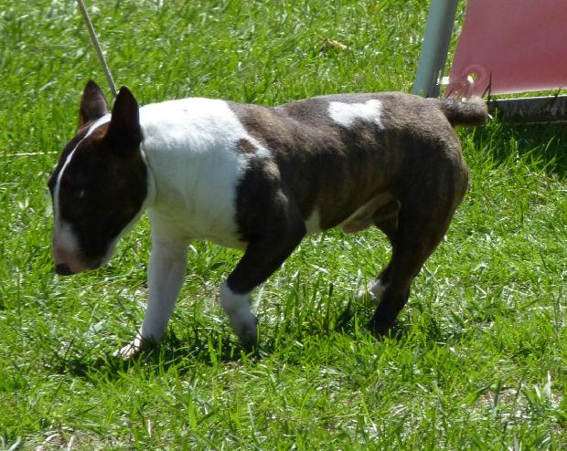 Bull Terrier Miniatura