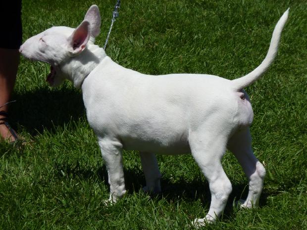 Bull Terrier Miniatura