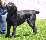 Cães