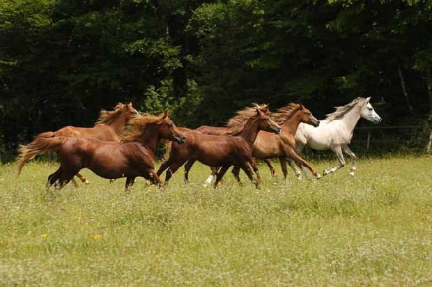 Haras de la Lizonne