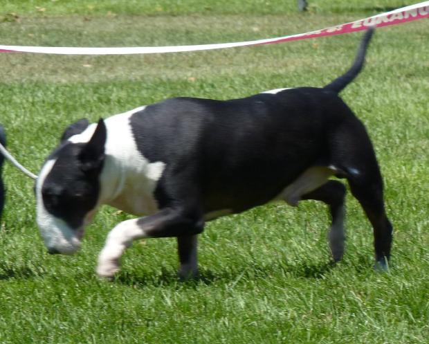 Bull Terrier