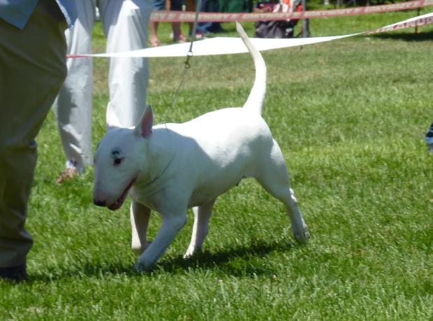 Bull Terrier