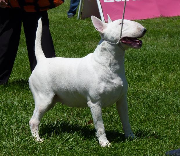 Bull Terrier