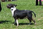 Cães