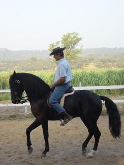 Cavalo lusitano
