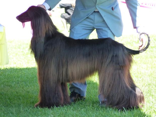 Galgo Afegão