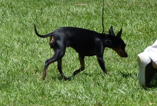English Toy Terrier