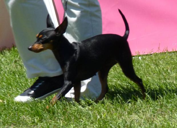 English Toy Terrier (Black & Tan)
