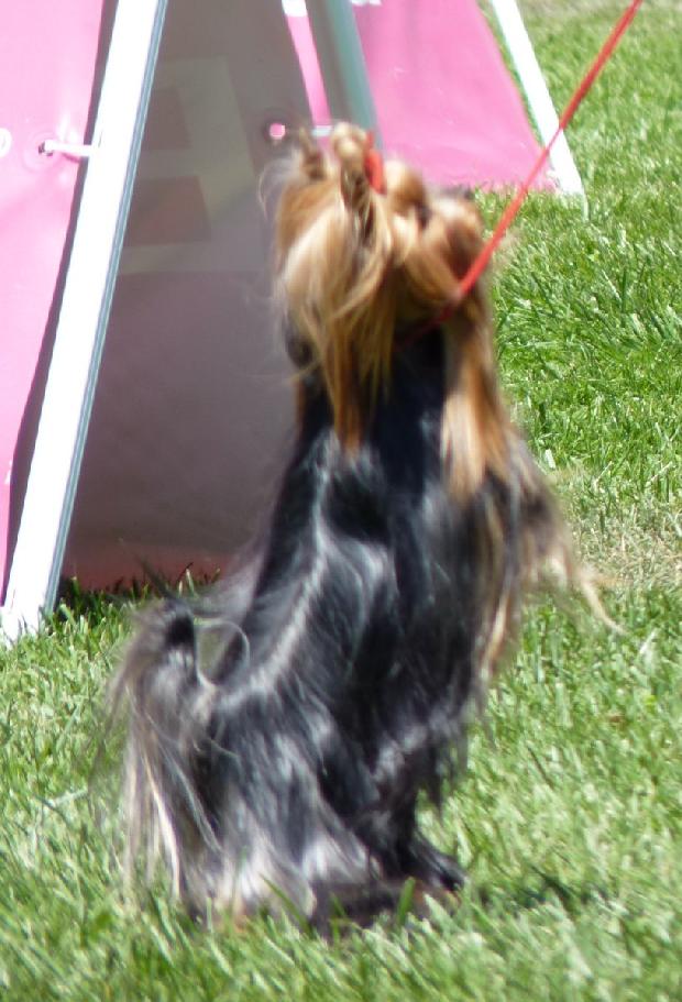 Yorkshire Terrier