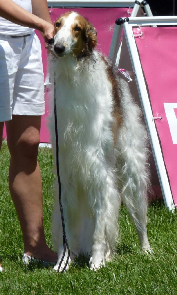 Borzoi